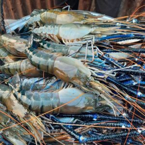 ৪ কেজি চিংড়ি মাছ ২৫০০ টাকা