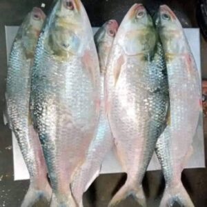৬ কেজি ৩৪৫০ টাকা, ৬ পিস ইলিশ মাছ