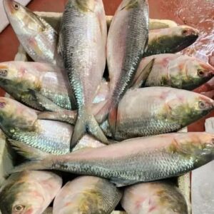 ৬ কেজি ২৮৫০ টাকা, ৮ পিস ইলিশ মাছ