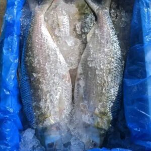 ৬ কেজি ৫০০০ টাকা, ৩ পিস ইলিশ মাছ