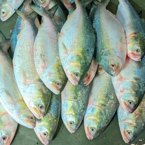 ৬ কেজি ২৪৫০ টাকা, ১২ পিস ইলিশ মাছ
