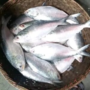 ৬ কেজি ২০০০ টাকা, ১৮ পিস ইলিশ মাছ
